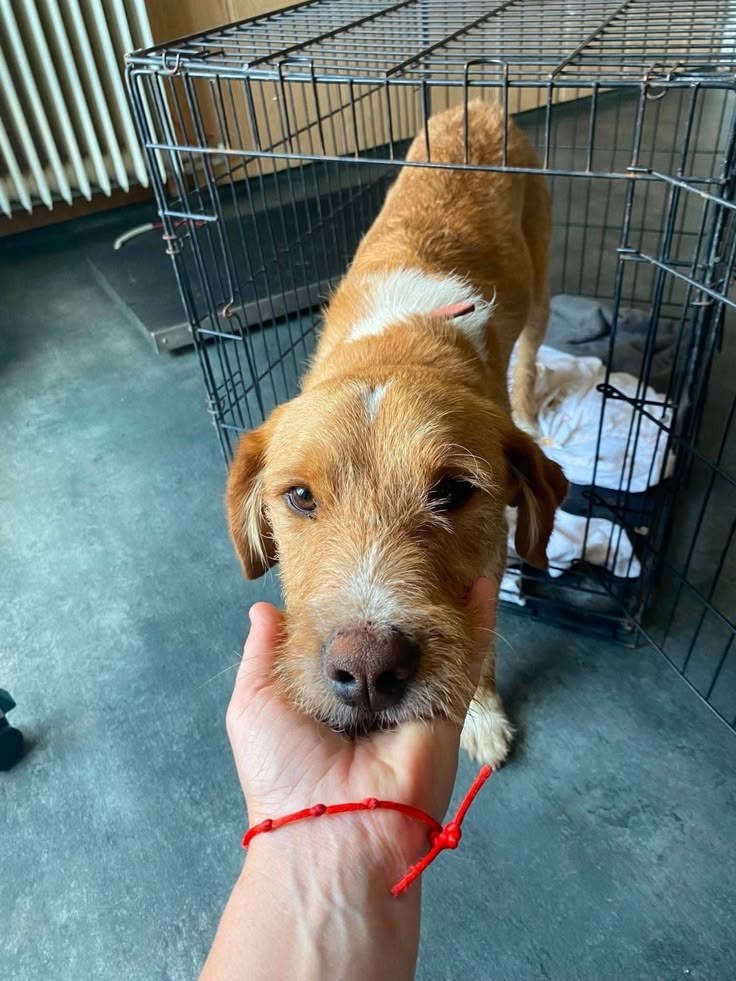 Hund aus dem Tierschutz vor seiner Box