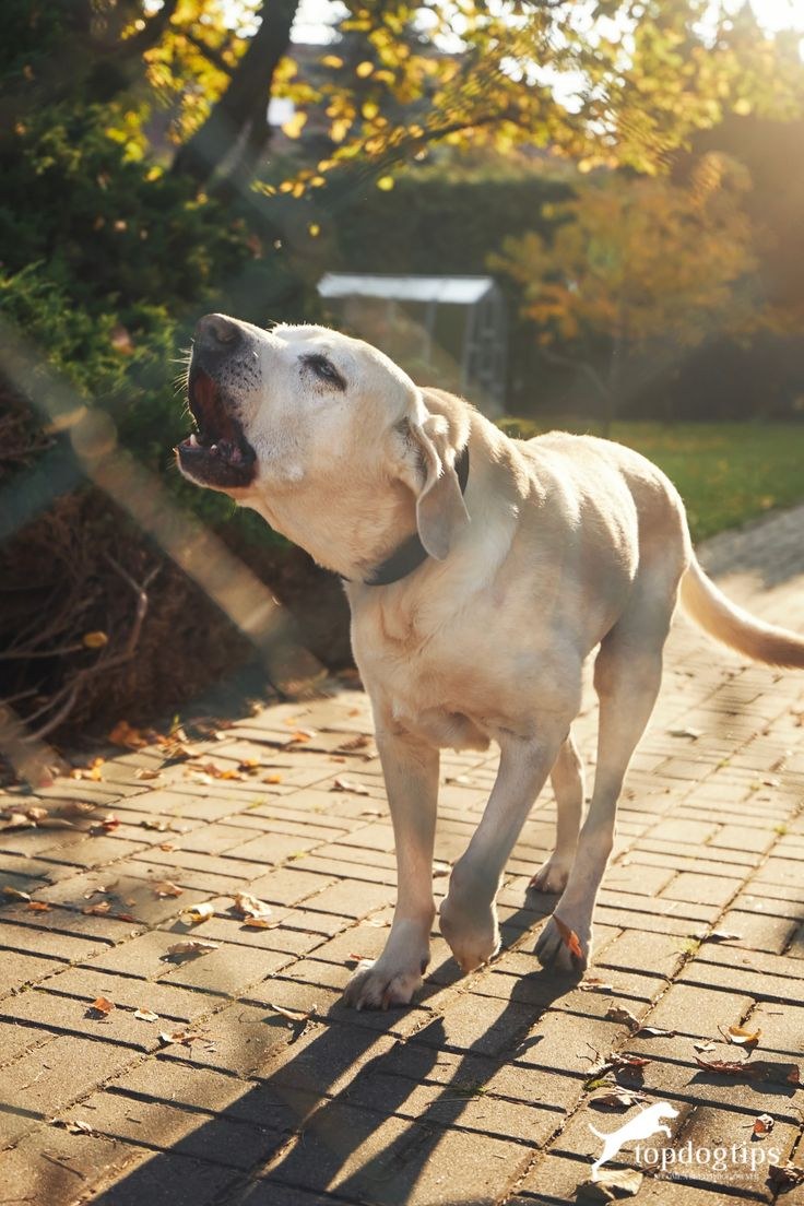 Hund bellt gestresst