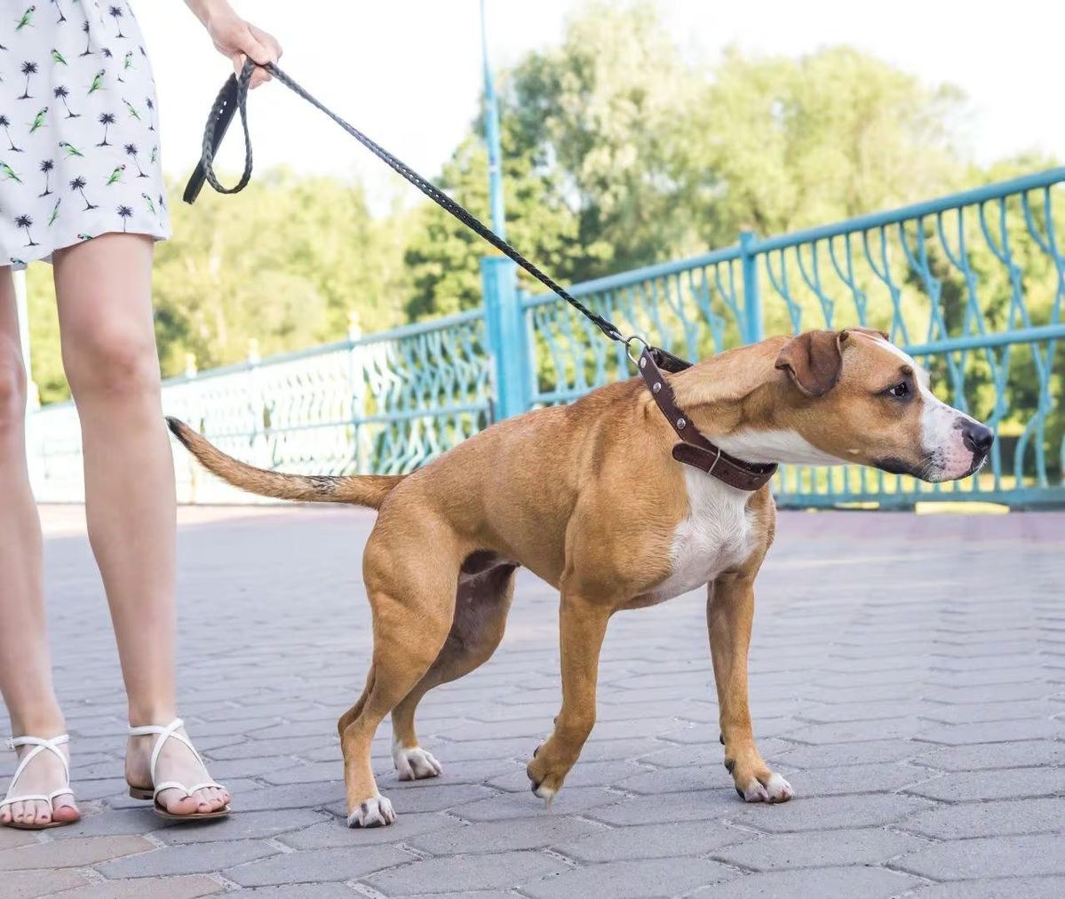 Hund zieht an der Leine